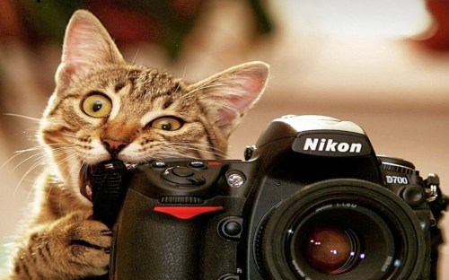 funny-cat-anima-biting-camera-nikon-hd-wallpaper-1920x1200