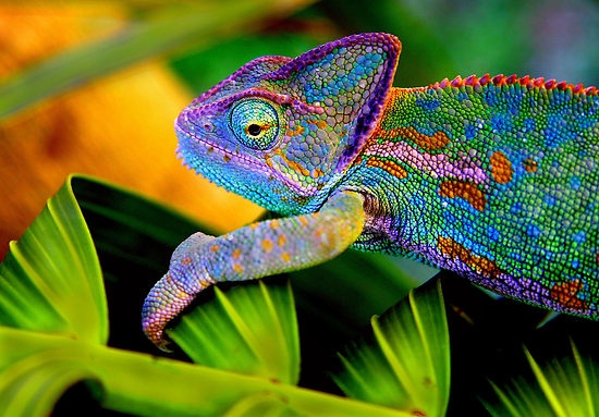 chameleon-1