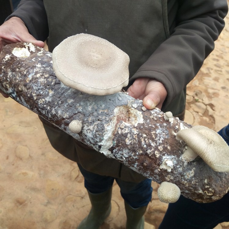 Hello there, you l'il shiitake!