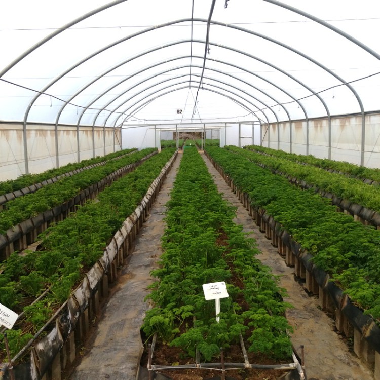 If I remember correctly this is coriander.